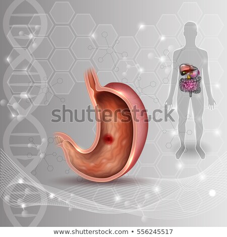 Foto stock: Stomach Cross Section Anatomy Colorful Drawing On An Abstract Bl