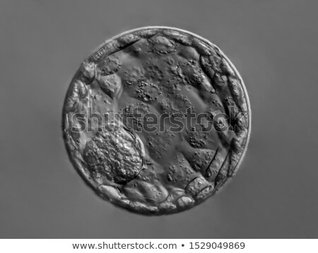 Stock foto: Blastocyst