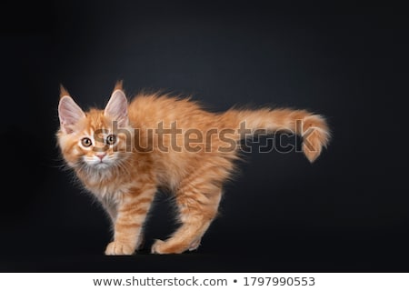 Stock photo: Majestic Red Tabby Maine Coon Cat Kitten On Black