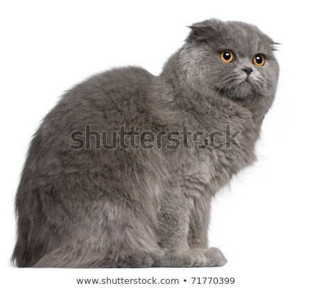 ストックフォト: Scottish Fold Cat 11 Months Old In Front