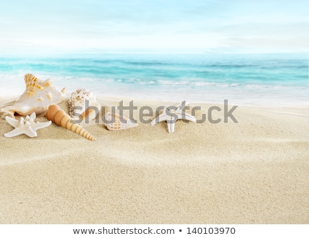 Stok fotoğraf: Seashells On Sandy Beach