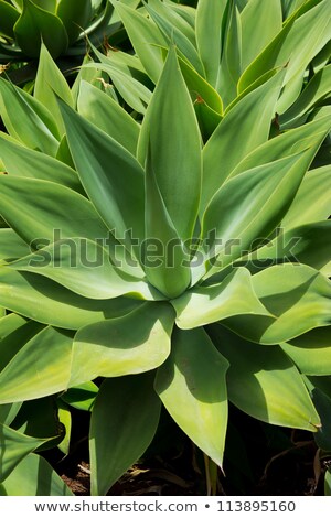 Stock fotó: Agave Attenuata Cactus Plant From Canary Islands