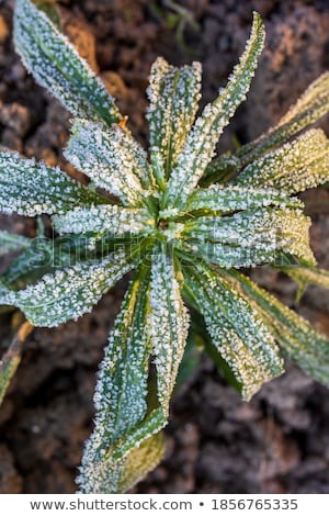 Stock fotó: Leaves With Hoar Frost In Winter