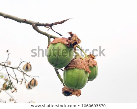 Stock fotó: Green Cotton Pod