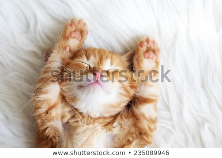Stockfoto: Close Up Young White Cat Sleeping