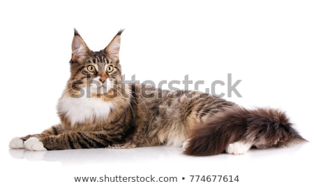 Stockfoto: Maine Coon Cat Kitten