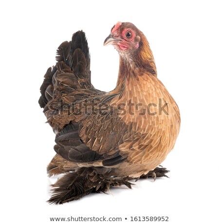 Stockfoto: Booted Bantam In Studio