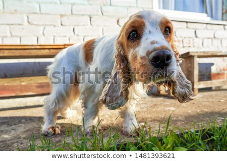 Stock foto: Wide Angle Portrait Of An Adorable English Cocker Spaniel