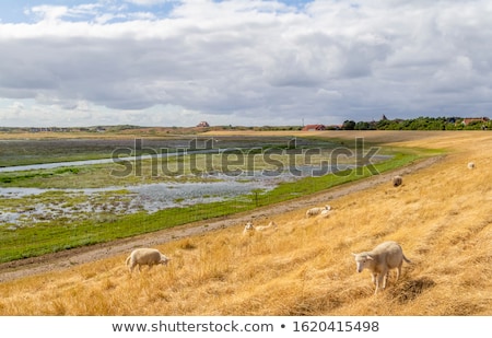 Stok fotoğraf: Some Sheeps On Thde Dyke