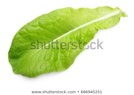 Stockfoto: Green Lettuce Salad 1