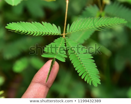 Stock fotó: Sensitive Plant - Mimosa Pudica In Green Nature