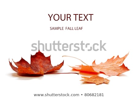 Stockfoto: Close Up Of Maple Autumn Leaf On White