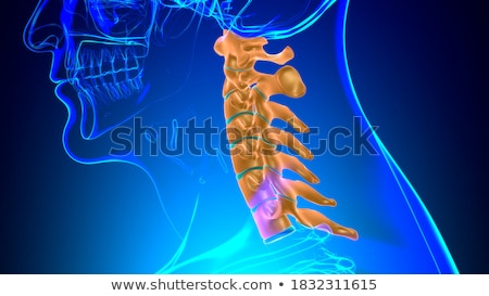 Foto stock: 3d Rendered Illustration - The Clavicle