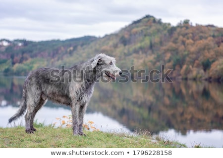 Stok fotoğraf: Irish Wolfhound