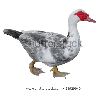 Stok fotoğraf: Muscovy Duck Cairina Moschata