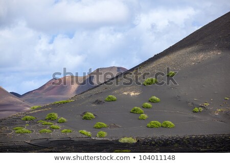 Stok fotoğraf: Sparse Vegetation In Volcanic Wine Area La Geria In Lanzarote
