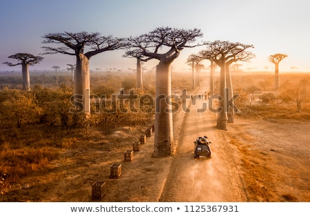 Foto stock: Baobab