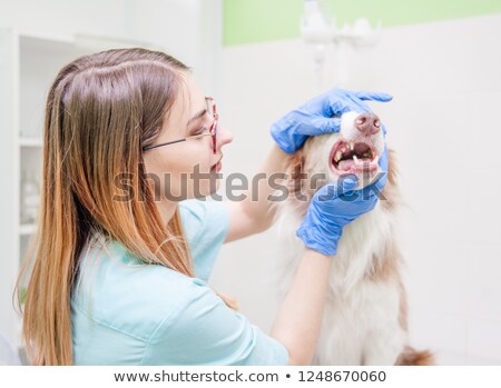 Сток-фото: Vet Checking A Dogs Teeth