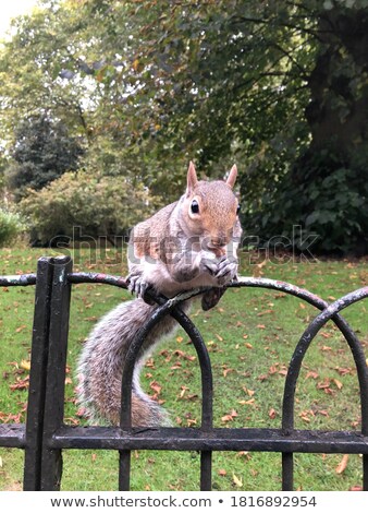 [[stock_photo]]: Squirrel Sitting On White Fence Eating A Nut