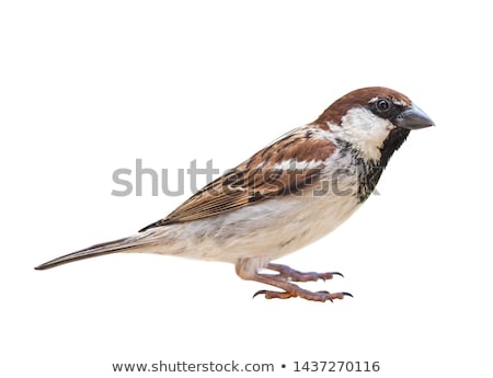 Stockfoto: House Sparrow In Studio
