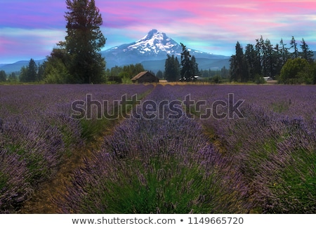 Foto d'archivio: Lavender Field In Hood River Oregon After Sunset