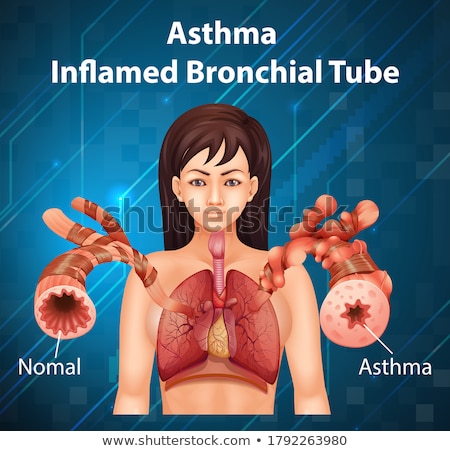 Stock fotó: Healthy Bronchial Tube