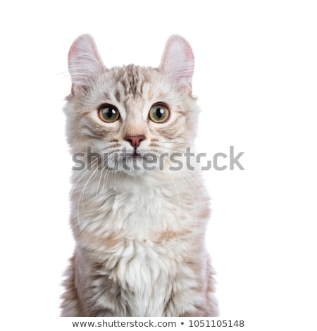 Stockfoto: Head Shot Of Chocolate Silver Tortie Tabby American Curl Cat Kitten