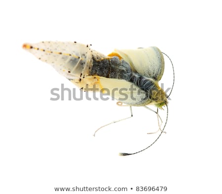 Foto stock: Cabbage Butterfly Coming Out Of Cocoon