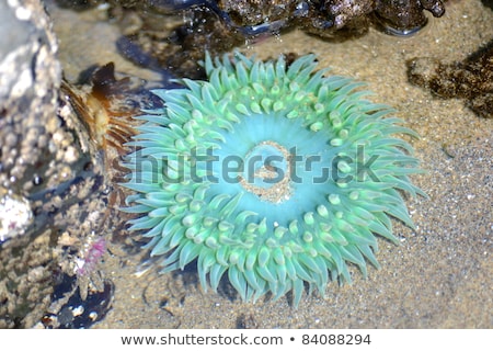 [[stock_photo]]: Sea Anemone At Low Tide