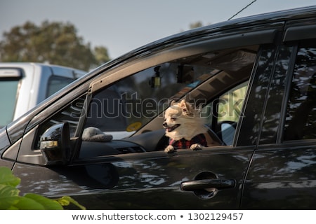 Stok fotoğraf: Chihuahuas In Car