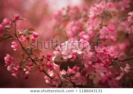 Stock photo: Blossom Of Apple Tree