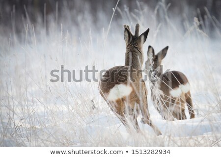 Zdjęcia stock: Cute Deer In The Winter Forest