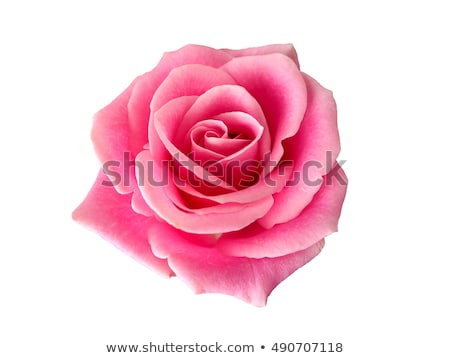 Foto stock: Pink Roses With Dew