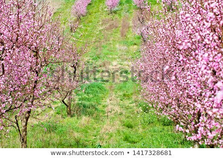 Stock fotó: Spring Peach Garden Pink Blossoms And Green Glass