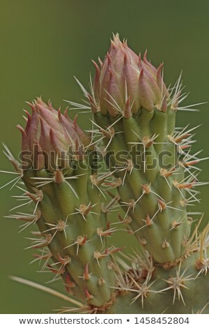 Stock photo: Prickly Pear Buds