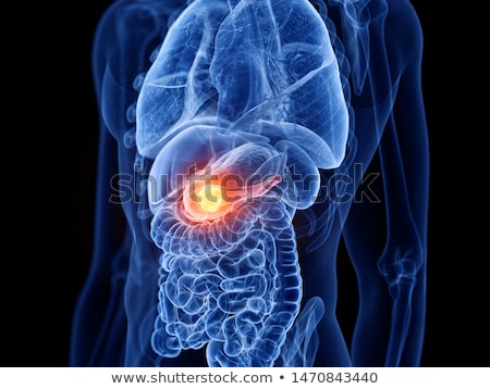 Stockfoto: 3d Rendered Illustration Of The Male Pancreas