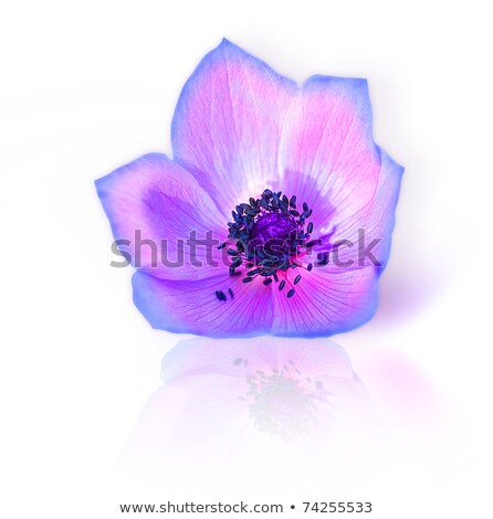 Foto stock: Delicate Purple Springtime Crocus