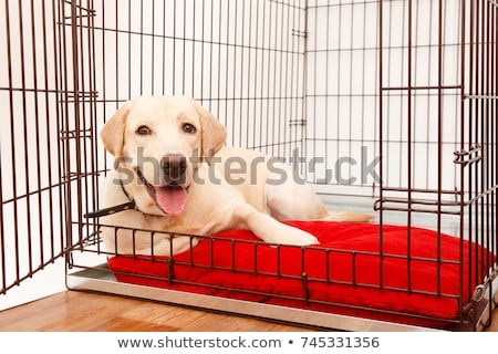 Foto stock: Dog Crate Box