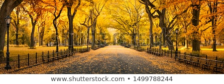 Stok fotoğraf: Autumn In The Park