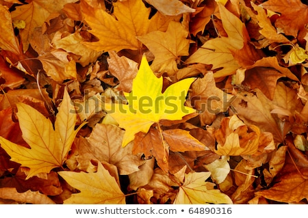 Autumn Leaves Lying In The Faded Foliage ストックフォト © Alkestida