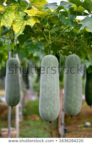 Foto stock: Winter Melon Hanging From Branch In The Garden