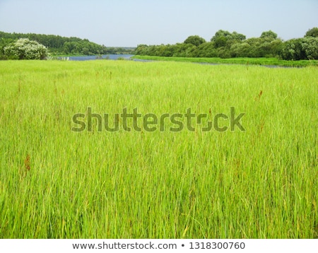 Stock photo: Flowe Pratal