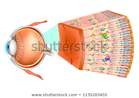 Foto stock: Photoreceptor Cells In The Retina Of The Eye