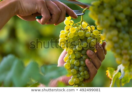 Stock photo: Closeup On A White Grape