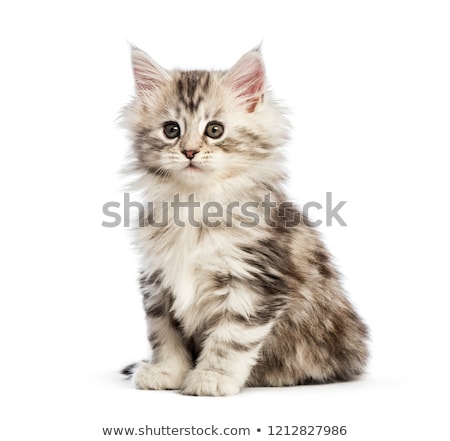 Stock photo: Cute Maine Coon Kitten With On White Background