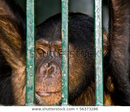 Foto stock: Monkey Looking Through The Bars