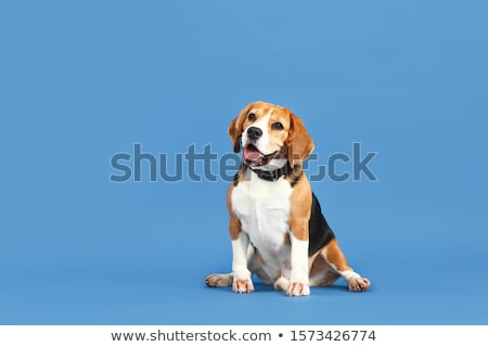 Foto d'archivio: Portrait Of An Adorable Beagle