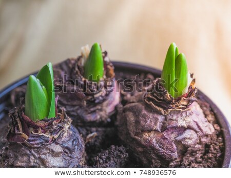 Stock foto: Bulb And Plant Growth