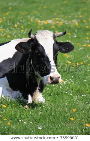 Cows Of Fribourg Canton Switzerland Resting Stock foto © Elenarts