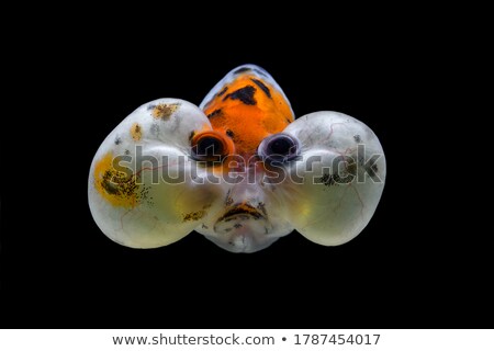 Stockfoto: Goldfish And Bubbles